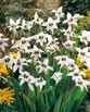 Acidanthera MURIELEA